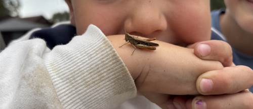 Det er mange gøye insekter å finne ute nå, og en dag fanget vi til og med en gresshoppe!